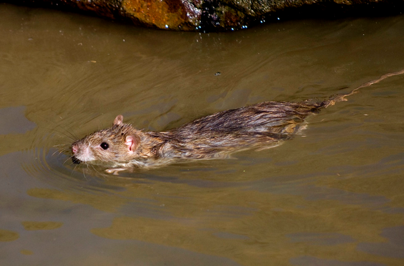 tikus berenang